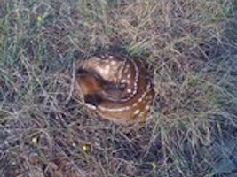 This little fawn was not bothered at all when I crept up to take a closeup photo.